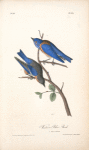 Western Blue Bird, 1. Male 2. Female
