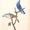 Arctic Blue Bird, 1. Male 2. Female