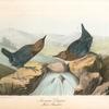 American Dipper, 1. Male 2. Female