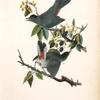Cat-Bird, 1. Male 2. Female (Plant Black-berry, Rubus villosus.)
