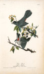 Cat-Bird, 1. Male 2. Female (Plant Black-berry, Rubus villosus.)