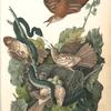 Ferruginous Mocking-Bird, 1. Male 2. Male 3. Male 4. Female