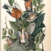 American Robin, or Migratory Thrush, 1. Males 2. Female 3. Young (Chesnut Oak. Quercus prinus.)