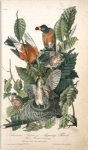 American Robin, or Migratory Thrush, 1. Males 2. Female 3. Young (Chesnut Oak. Quercus prinus.)