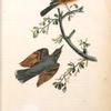 Varied Thrush, 1. Male 2. Female (American Mistletoe, Viscum verticillatum.)