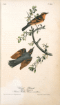 Varied Thrush, 1. Male 2. Female (American Mistletoe, Viscum verticillatum.)
