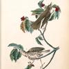 Wood Thrush, 1. Male 2. Female (Common Dogwood.)