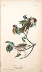 Wood Thrush, 1. Male 2. Female (Common Dogwood.)