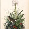 Tawny Thrush, Male (Habenaria Lacera - Cornus Canadensis.)