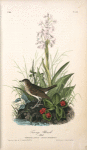 Tawny Thrush, Male (Habenaria Lacera - Cornus Canadensis.)