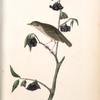 Dwarf Thrush, Male (Plant: Porcelia Triloba)