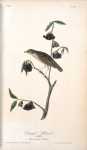 Dwarf Thrush, Male (Plant: Porcelia Triloba)