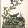 Golden-Crowned Wagtail (Thrush), 1. Male 2. Female (Plant: Woody Nightshade)