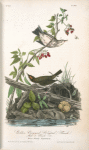 Golden-Crowned Wagtail (Thrush), 1. Male 2. Female (Plant: Woody Nightshade)