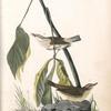 Aquatic Wood-Wagtail, 1. Male 2. Female (Plant: Indian Turnip.)