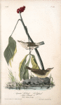 Aquatic Wood-Wagtail, 1. Male 2. Female (Plant: Indian Turnip.)