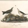 American Pipit or Titlark, 1. Male 2. Female