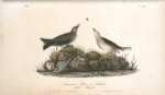 American Pipit or Titlark, 1. Male 2. Female