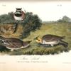 Shore Lark, 1. Male, Summer plumage 2. D-o Winter 3. Female 4. Young  Nest