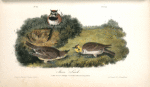 Shore Lark, 1. Male, Summer plumage 2. D-o Winter 3. Female 4. Young  Nest