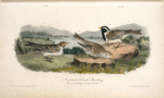 Lapland Lark Bunting, 1. Male, Spring plumage 2. D-o Winter 3. Female