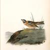 Painted Lark Bunting, Male