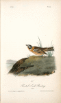 Painted Lark Bunting, Male