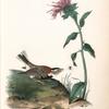 Chesnut-collared Lark Bunting, Male