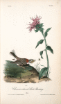 Chesnut-collared Lark Bunting, Male