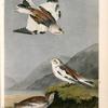 Snow Lark Bunting, 1. and 2. Adult 3. Young