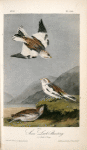 Snow Lark Bunting, 1. and 2. Adult 3. Young