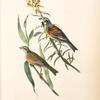 Black-throated Bunting, 1. Male 2. Female