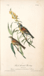 Black-throated Bunting, 1. Male 2. Female