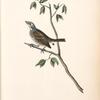Townsend's Bunting, Male