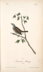 Townsend's Bunting, Male