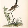 Lark Bunting, Male