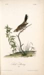 Lark Bunting, Male
