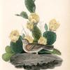 Bay-winged Bunting, Male (Prickly Pear. Cactus Opuntia.)
