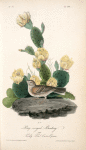 Bay-winged Bunting, Male (Prickly Pear. Cactus Opuntia.)