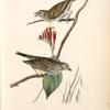Savannah Bunting, 1. Male 2. Female (Indian Pink-root. Spigelia Marilandica.)