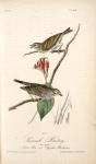 Savannah Bunting, 1. Male 2. Female (Indian Pink-root. Spigelia Marilandica.)