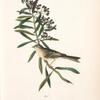 Clay-coloured Bunting, Male (Asclepias tuberosa.)