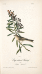 Clay-coloured Bunting, Male (Asclepias tuberosa.)