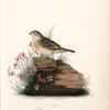 Yellow-winged Bunting, Male