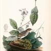 Henslow's Bunting, Male (Indian Pink-root or Worm-grass. Spigelia Marilandica. Phlox aristata.)