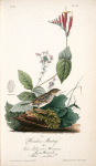 Henslow's Bunting, Male (Indian Pink-root or Worm-grass. Spigelia Marilandica. Phlox aristata.)
