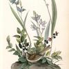 Field Bunting, Male (Calopogon pulchellus. Brown. Dwarf Huckle-berry. Vaccinium tenellum.)