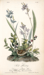 Field Bunting, Male (Calopogon pulchellus. Brown. Dwarf Huckle-berry. Vaccinium tenellum.)