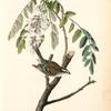 Chipping Bunting, Male (Black locust or False Acacia. Robina pseudacacia)