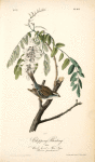Chipping Bunting, Male (Black locust or False Acacia. Robina pseudacacia)